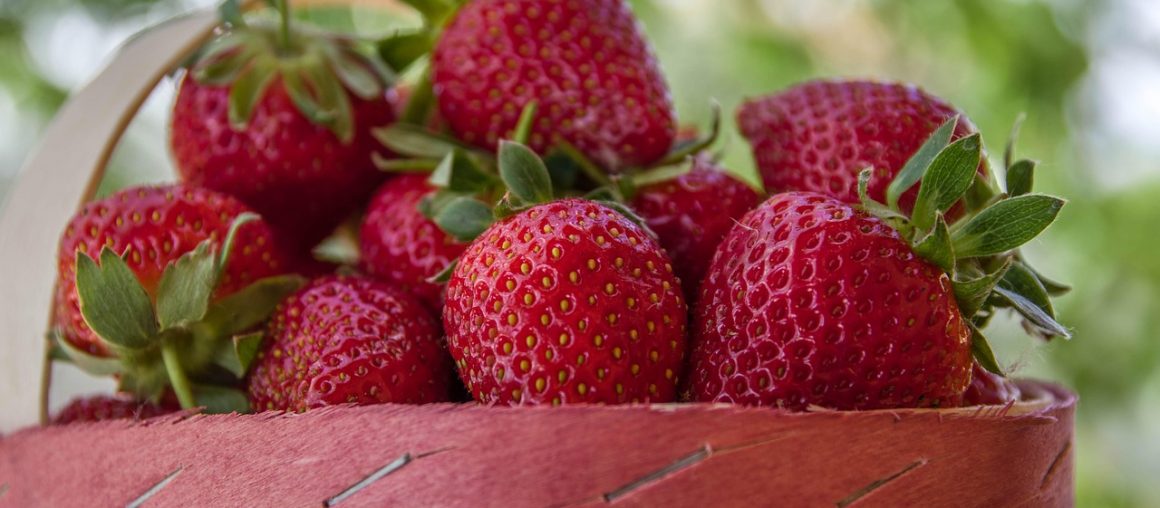 PELOS FRUTOS SABEREIS